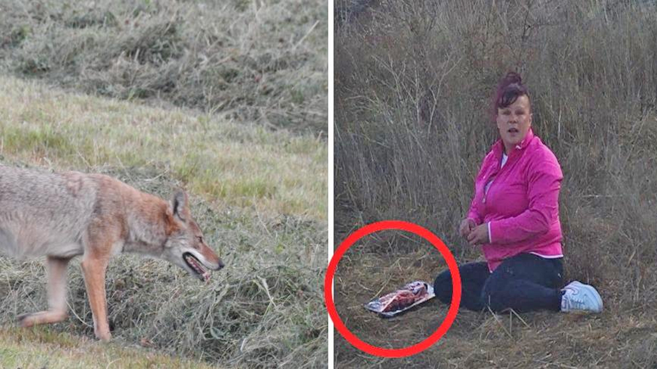 Woman Caught On Video Feeding Coyotes Raw Ribeye Steaks Goes Missing